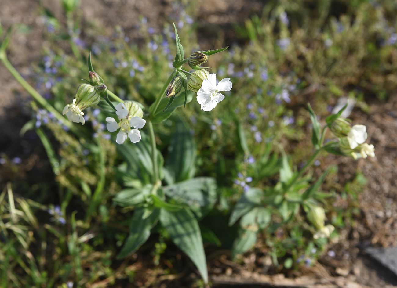 Image of genus Silene specimen.