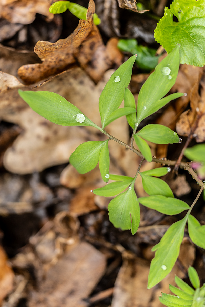 Изображение особи Corydalis roseo-purpurea.