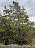 Pinus sylvestris. Взрослое дерево. Волгоградская обл., Камышинский р-н, природный парк \"Щербаковский\", опушка сосняка. 11.04.2026.