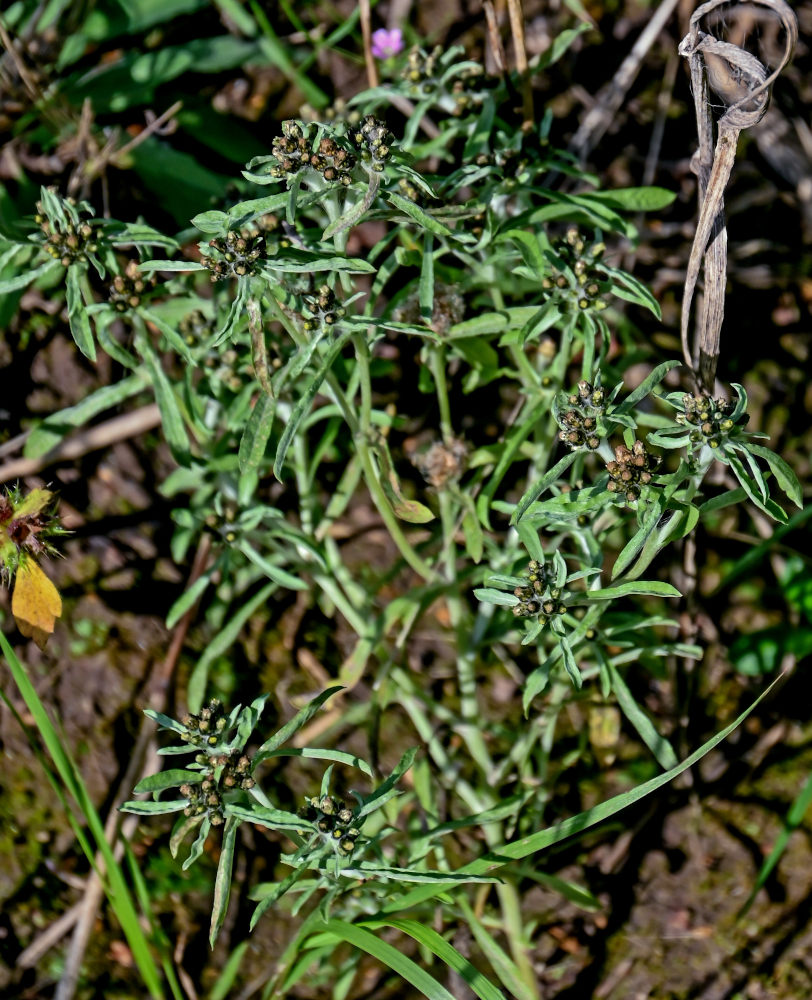 Изображение особи Gnaphalium uliginosum.