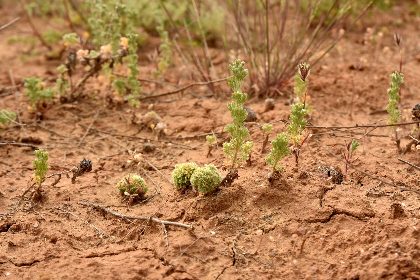 Image of Artemisia austriaca specimen.