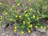 Potentilla argentea. Цветущее растение. ЛНР, г. Северодонецк, заброшенные участки у теннисного корта. 17.05.2026.