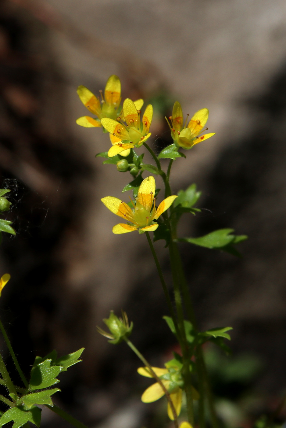 Image of Saxifraga cymbalaria specimen.