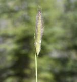 genus Polypogon