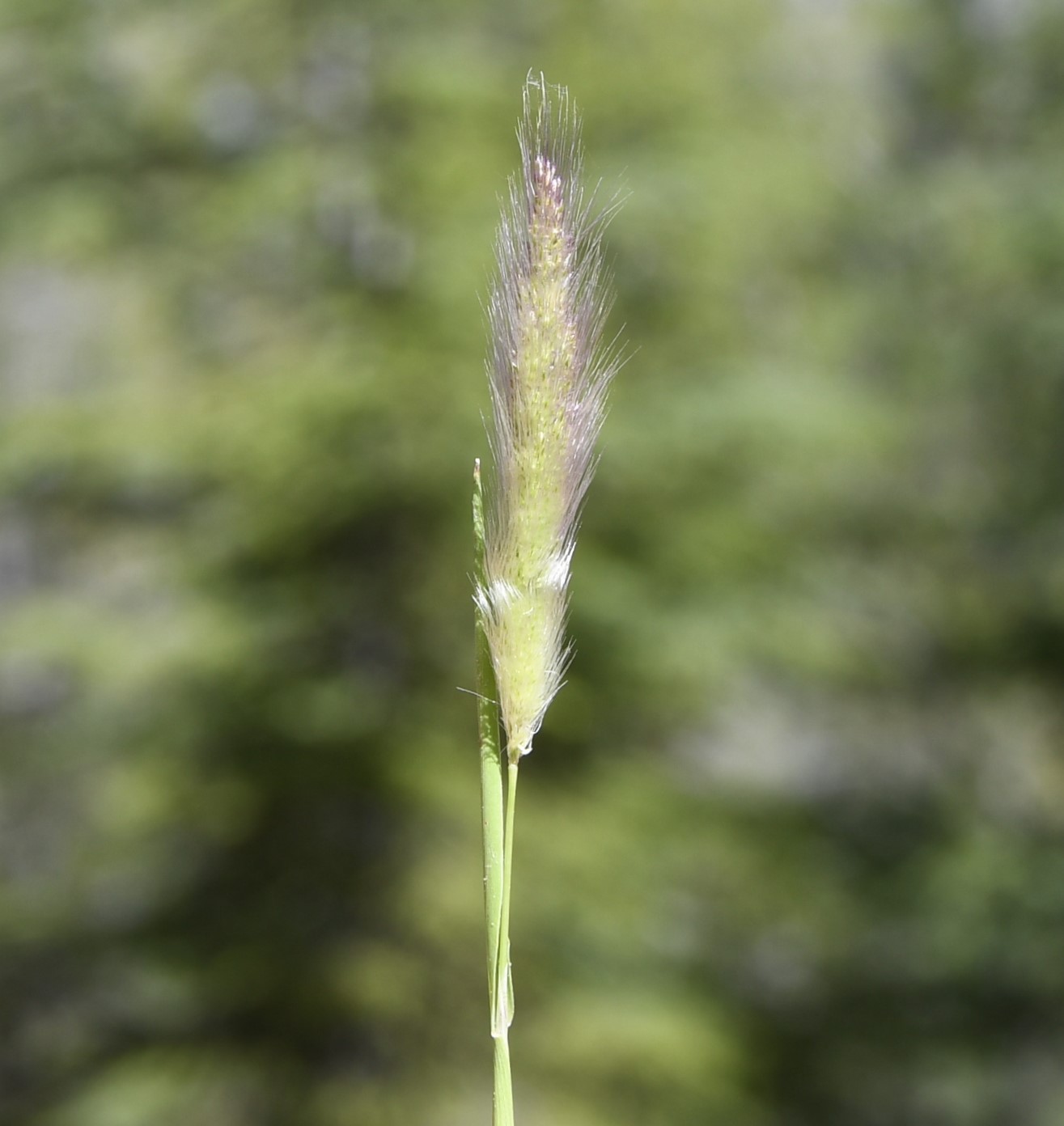 Image of genus Polypogon specimen.