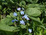 Brunnera sibirica. Верхушка цветущего растения. Хабаровский край, г. Комсомольск-на-Амуре, обочина грунтовой дороги. 19.05.2026.