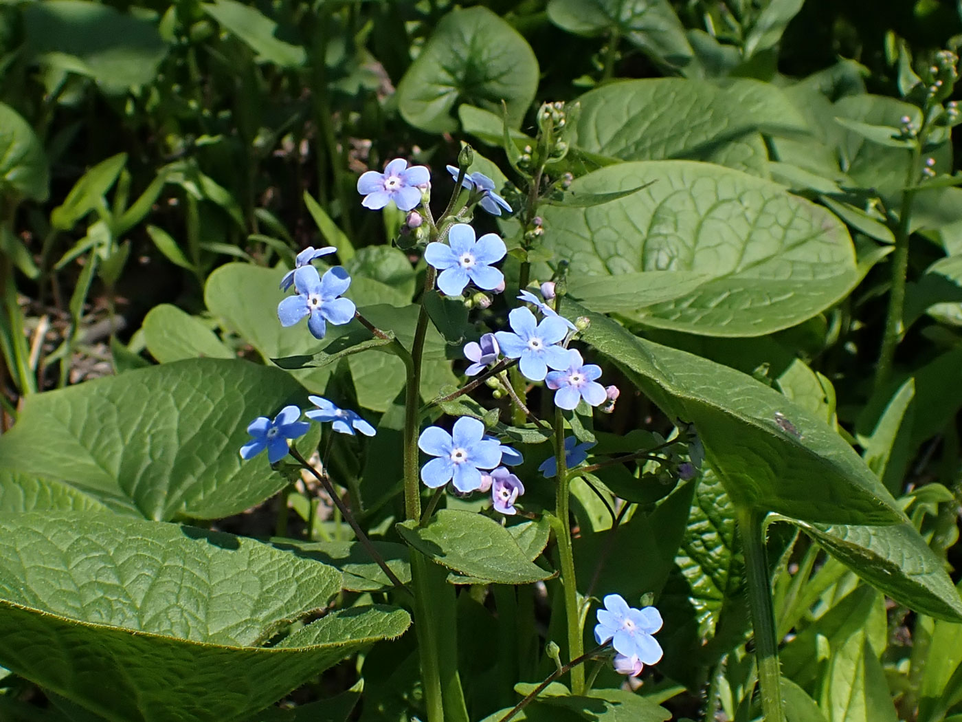 Image of Brunnera sibirica specimen.