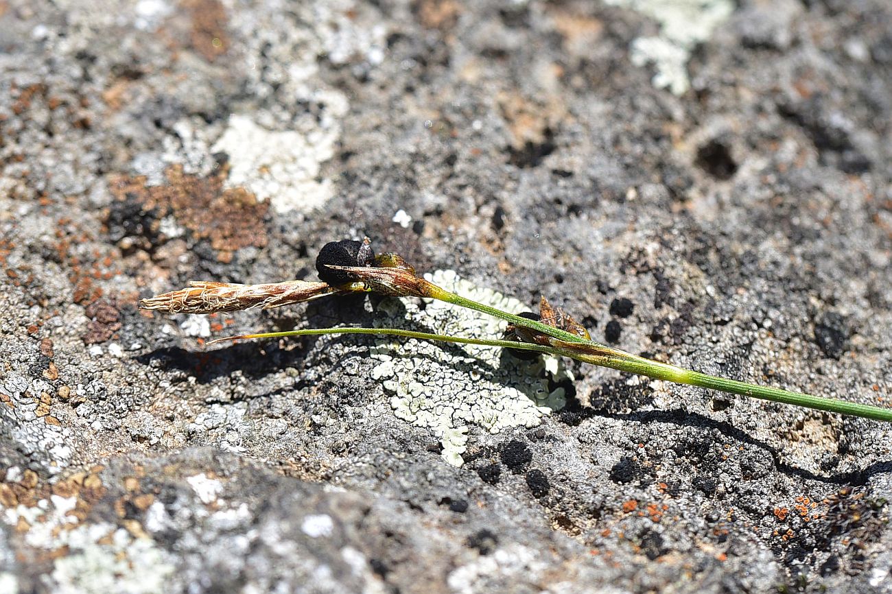 Image of Unknown species specimen.