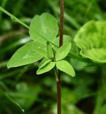 род Trifolium. Часть стебля с пазушным побегом. Тульская обл., Заокский р-н, Бутиково, край лесной дороги. 28.06.2026.