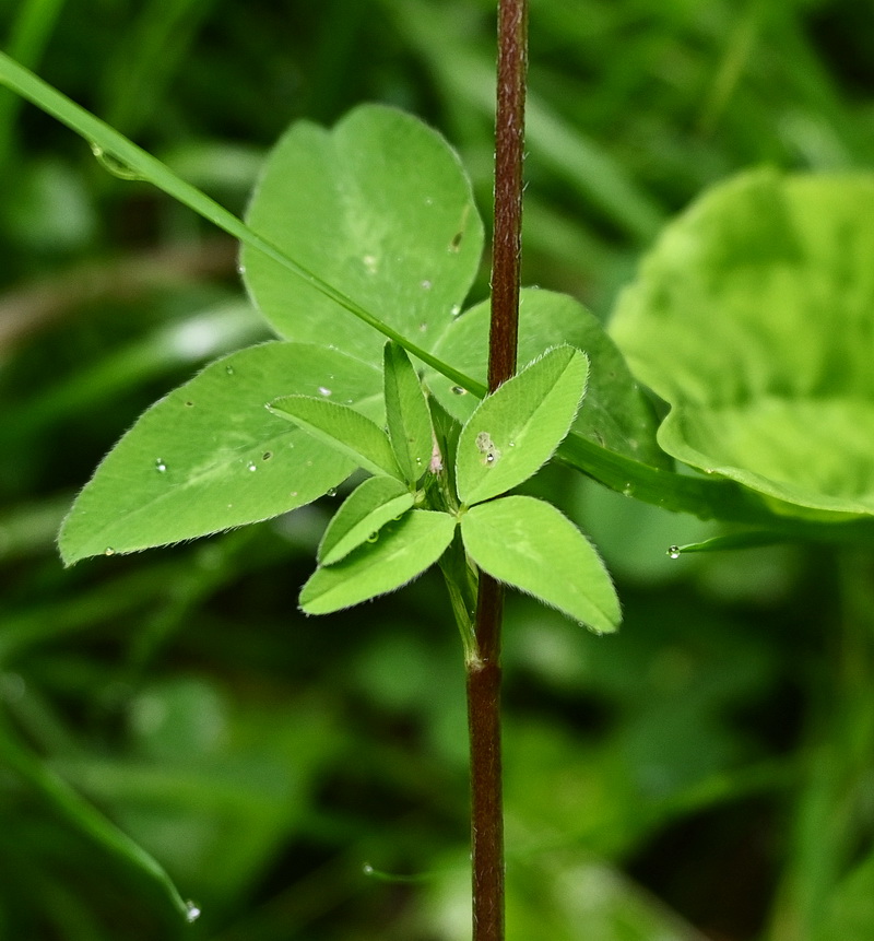 Изображение особи род Trifolium.