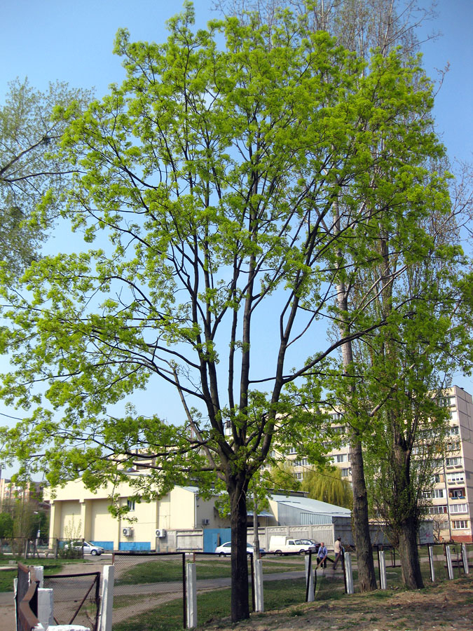 Image of Acer platanoides specimen.