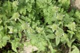 Clinopodium integerrimum. Верхушка цветущего растения. Кыргызстан, Джалал-Абадская обл., Сузакский р-н, окр. с. Кара-Алма, берег притока р. Кара-Алма, ок. 1600 м н.у.м., орехово-плодовый лес. 12.07.2026.