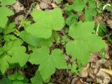 род Ribes