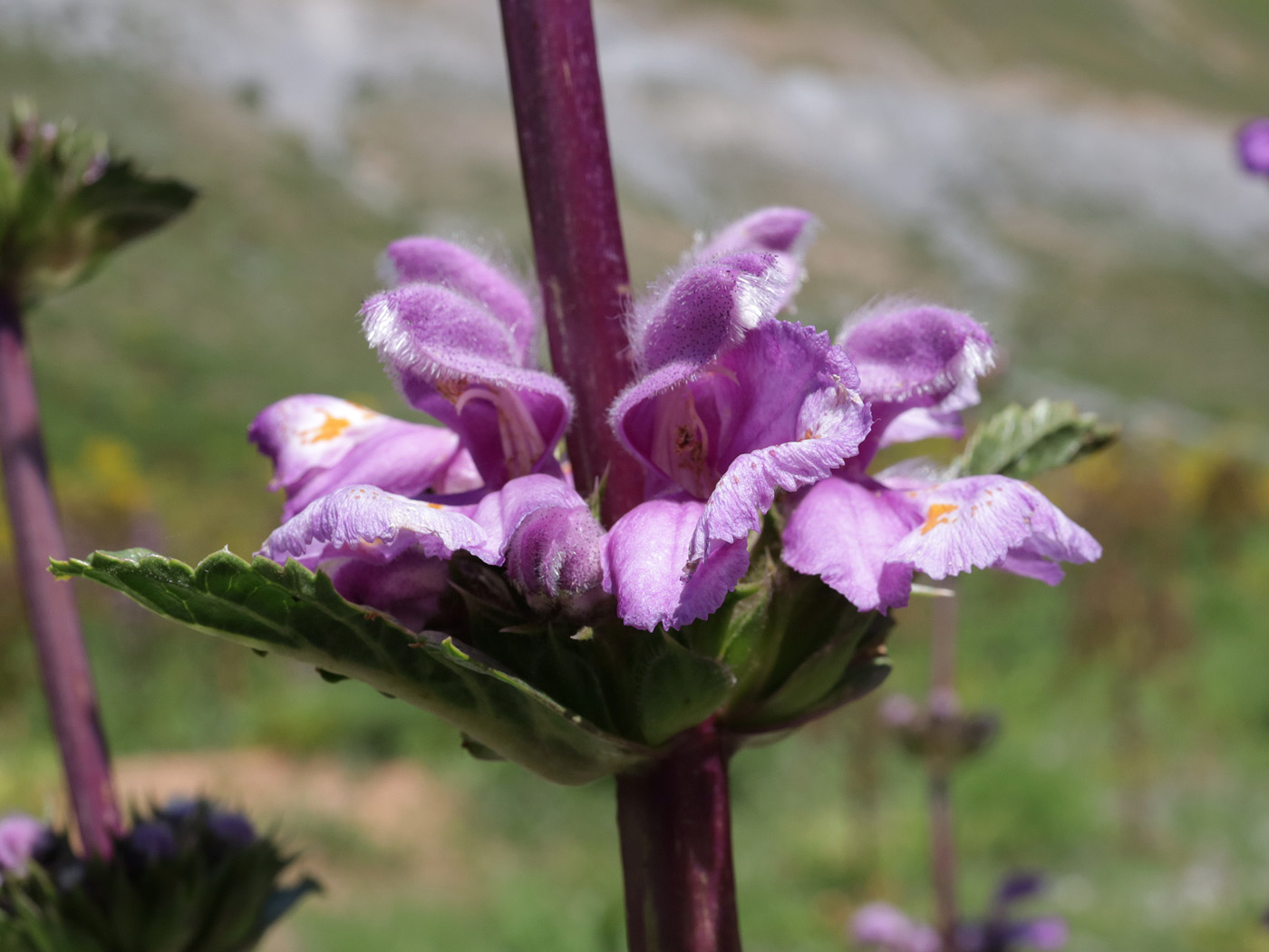 Изображение особи Phlomoides lehmanniana.