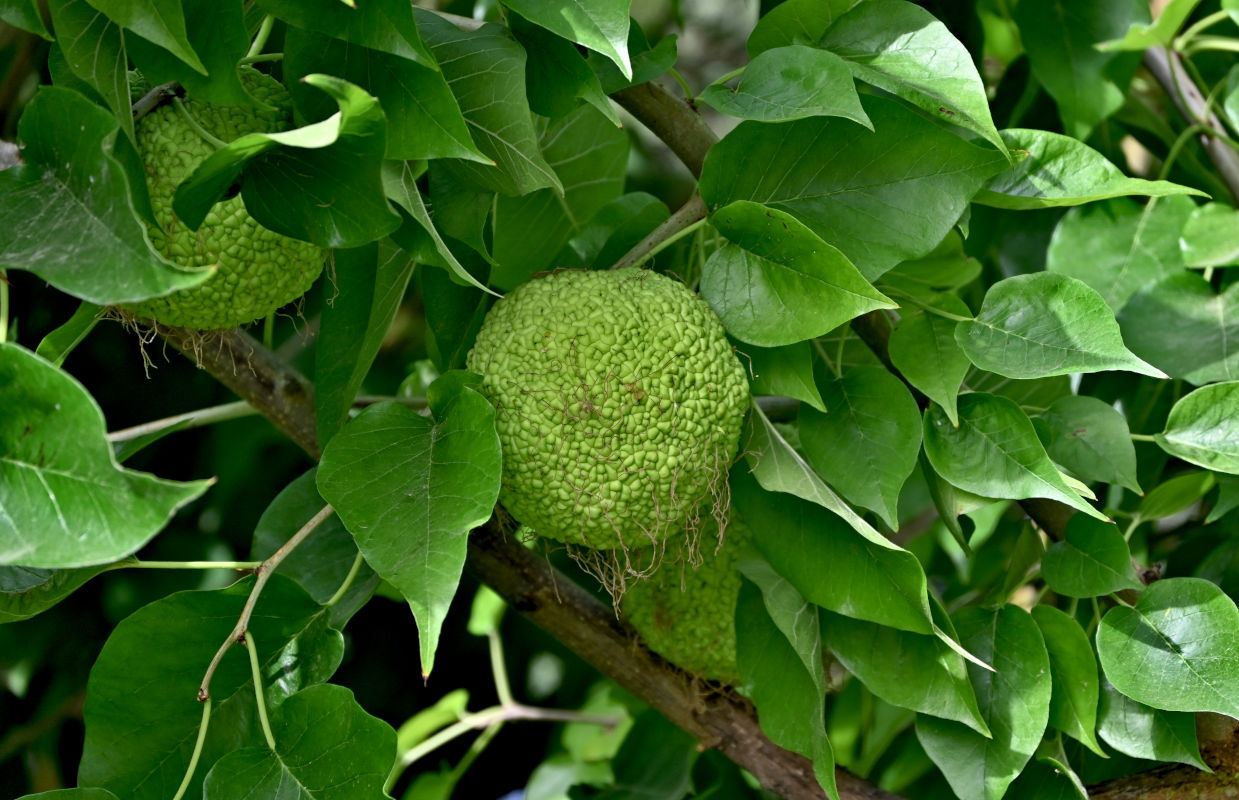 Image of Maclura pomifera specimen.