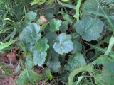 Heuchera × brizoides. Листья. Ульяновск, Заволжский р-н, заброшенный цветник у забора частного дома. 26.08.2026.