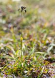 Scirpus maximowiczii