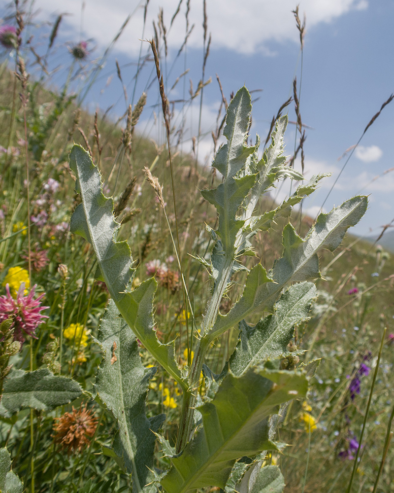 Изображение особи род Cirsium.