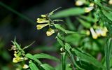 Melampyrum pratense. Верхушка побега с соцветием. Калининградская обл., Зеленоградский р-н, окр. пос. Куликово, опушка смешанного леса. 01.07.2025.