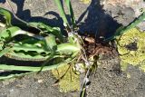 genus Tragopogon. Нижняя часть извлечённого из почвы растения. Турция, ил Артвин, р-н Юсуфели, окр. дер. Дамлаташ, выс. 1925 м н.у.м., луг среди камней. 13 июня 2026 г.