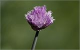 Allium schoenoprasum. Соцветие. Московская обл., Раменский р-н, окр. дер. Хрипань, садовый участок. 03.06.2026.