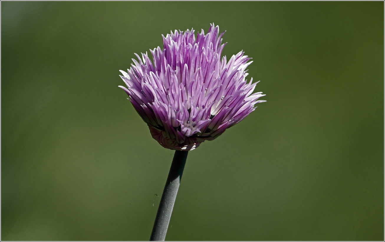 Image of Allium schoenoprasum specimen.