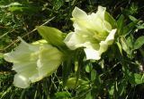 Gentiana gelida