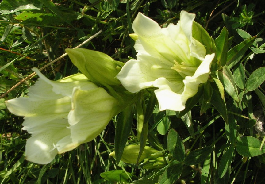 Изображение особи Gentiana gelida.