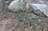 Globularia alypum