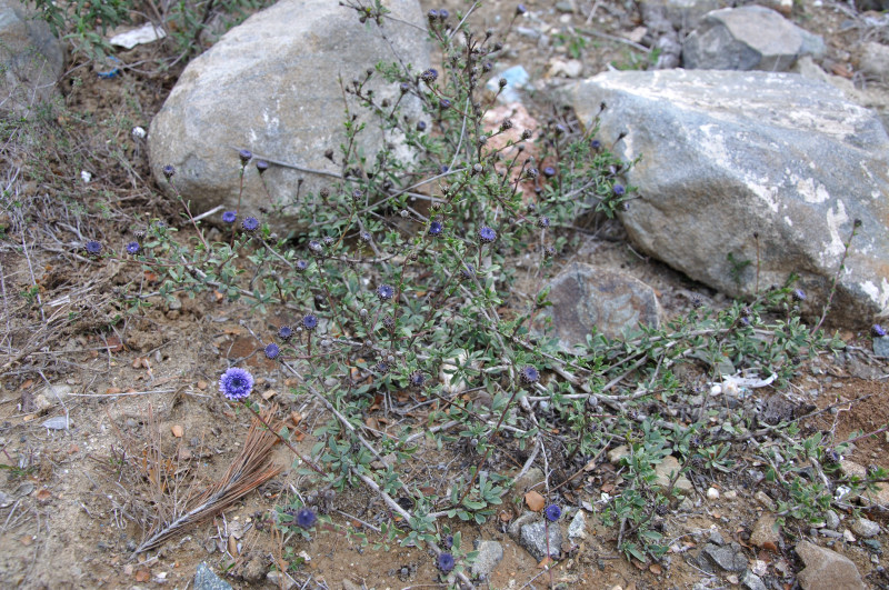 Изображение особи Globularia alypum.