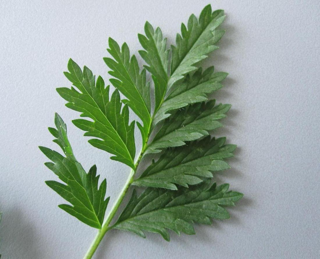 Image of Potentilla supina ssp. paradoxa specimen.