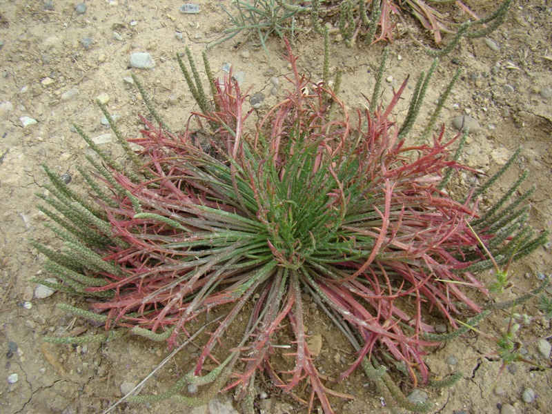 Image of Plantago coronopus specimen.