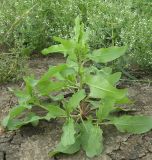 Rumex marschallianus. Молодое растение. Краснодарский край, Кущёвский р-н, станица Шкуринская, высохшая лужа в кювете автодороги. 28.06.2011.