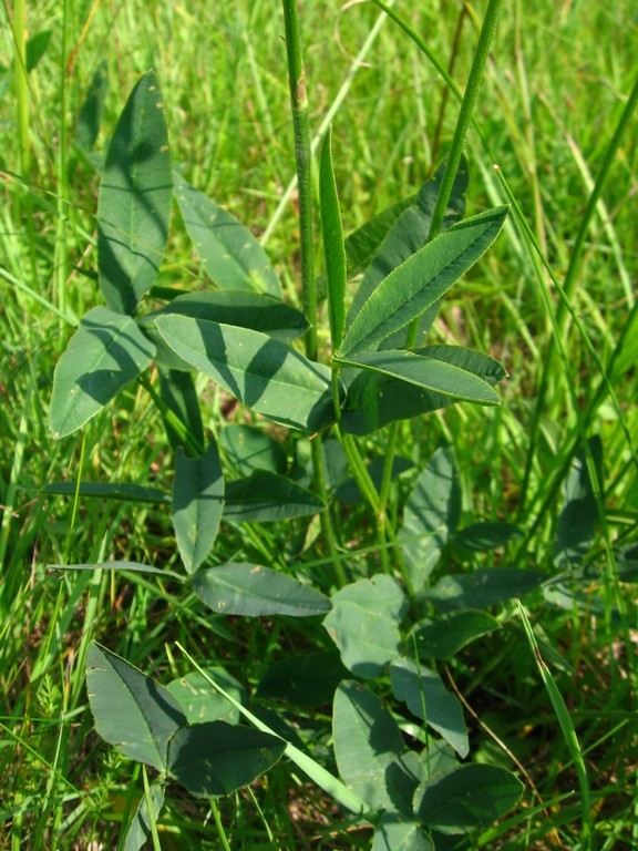 Image of Trifolium montanum specimen.