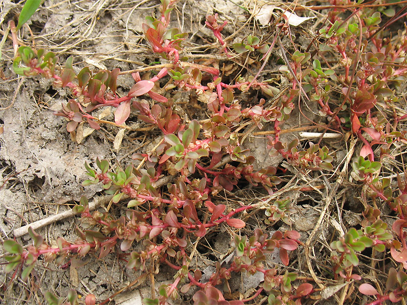 Image of Peplis portula specimen.