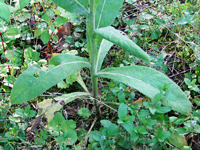 Изображение особи Verbascum × semialbum.