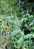 Lactuca serriola