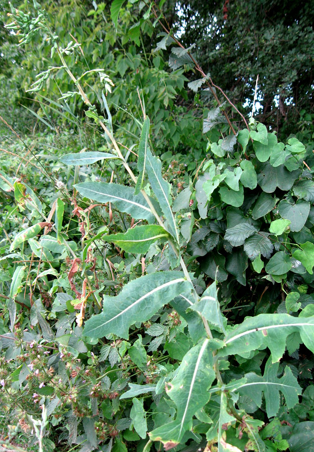Image of Lactuca serriola specimen.