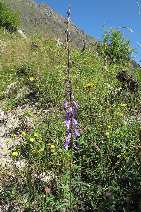 Image of Campanula rapunculoides specimen.