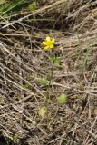 Ranunculus trachycarpus