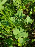 Ranunculus propinquus