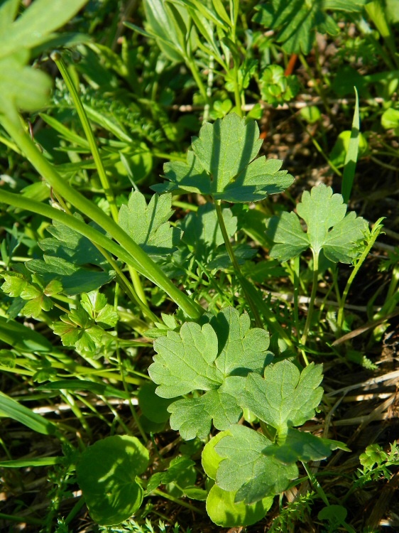 Изображение особи Ranunculus propinquus.