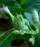 Nicotiana tabacum