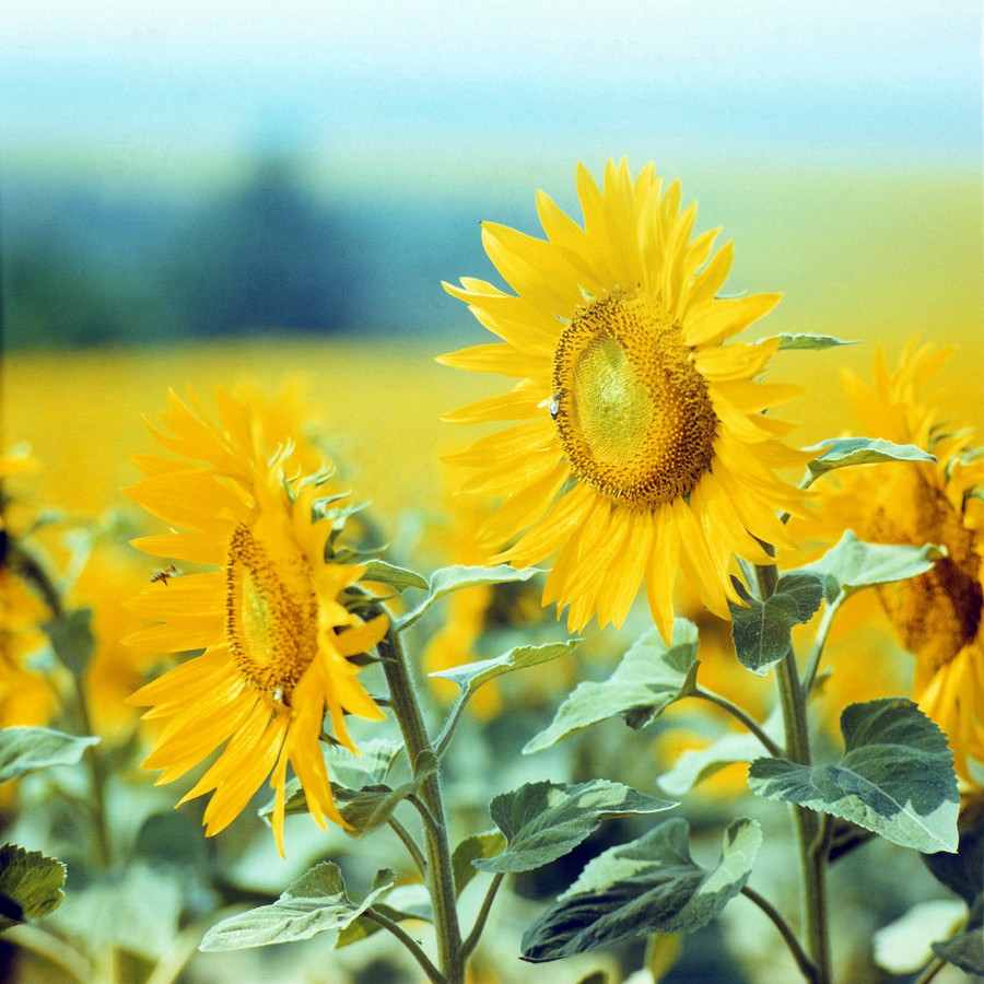 Image of Helianthus annuus specimen.