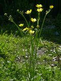 Ranunculus acris. Цветущее растение. Киев, жилой массив Новобеличи, 10 мая 2008 г.