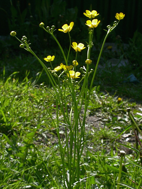 Image of Ranunculus acris specimen.