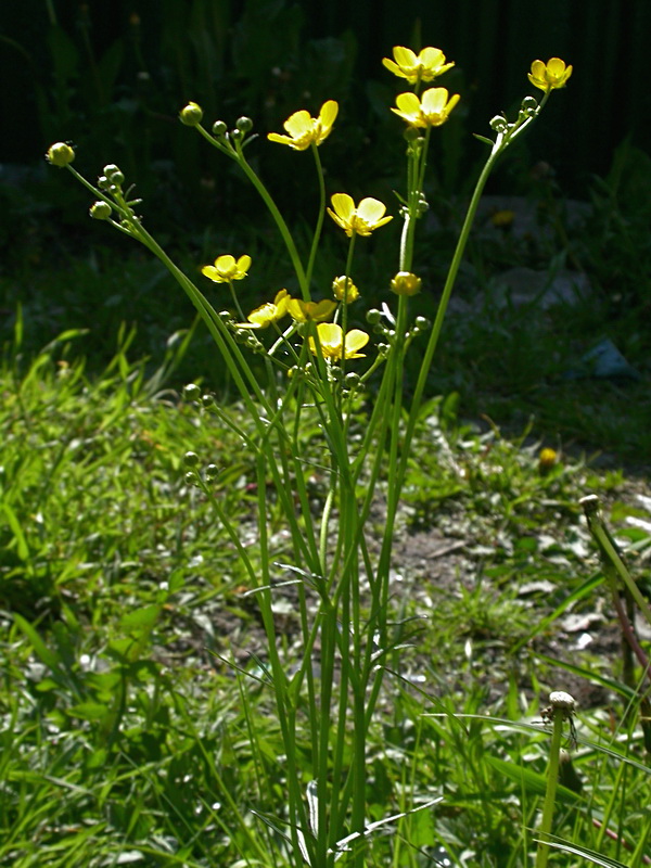 Изображение особи Ranunculus acris.