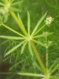 Galium vaillantii