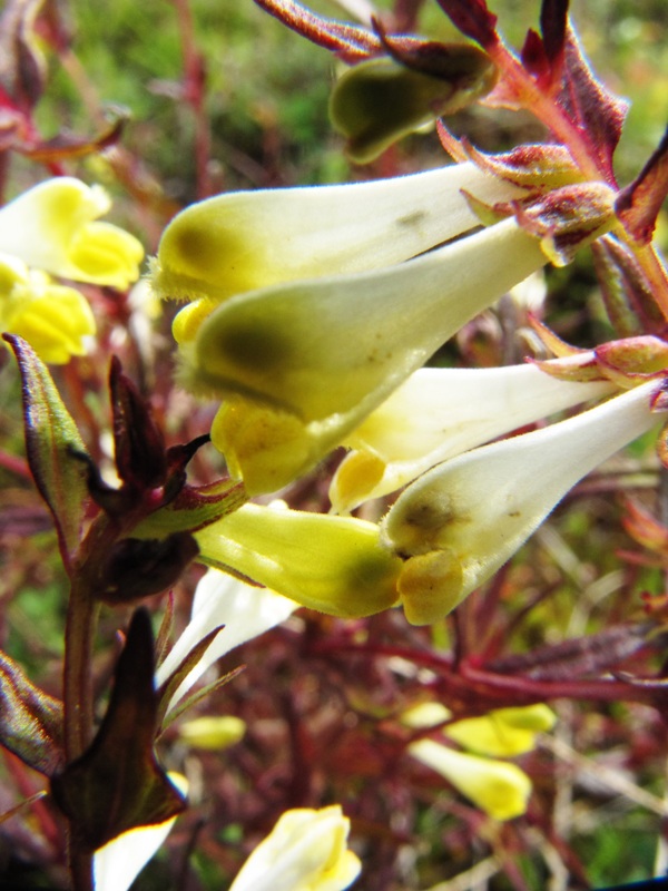 Image of Melampyrum pratense specimen.