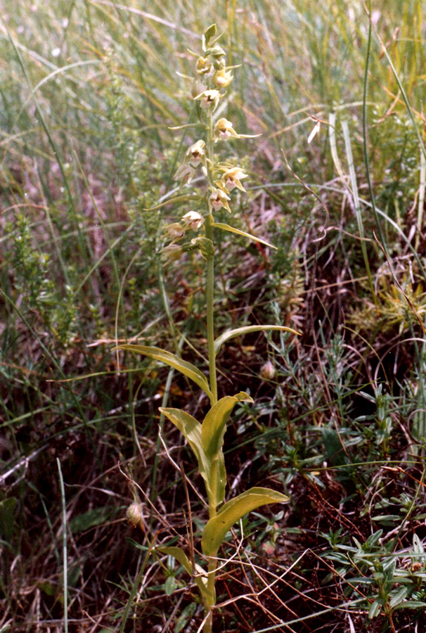 Изображение особи Epipactis persica.